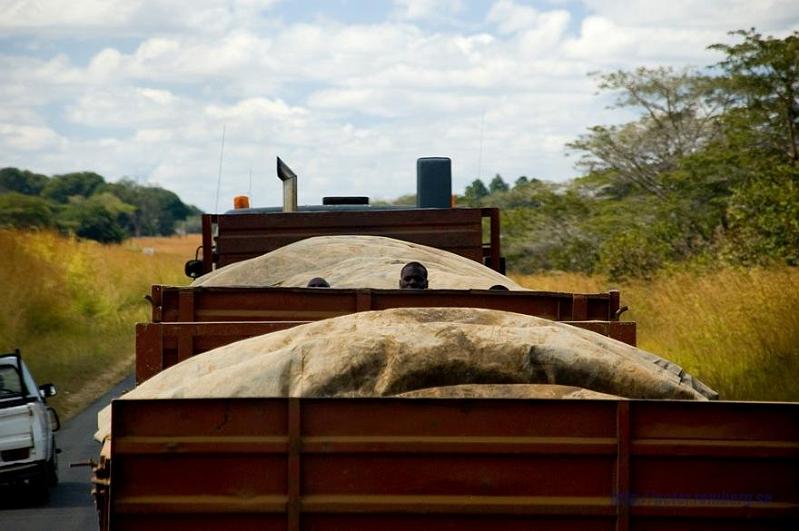 Zambia pictures (8).JPG - Truck in front; suddenly a head showed up!